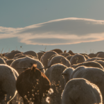 Celebrating the richness of agri-foods on Casti... Anterior