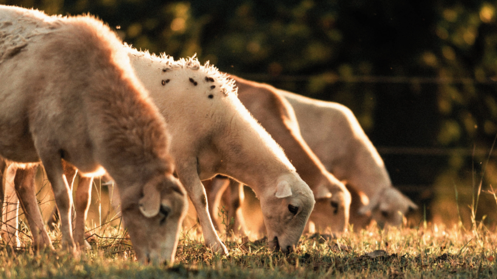 Fromago  - La tradición del pastoreo en Zamora
