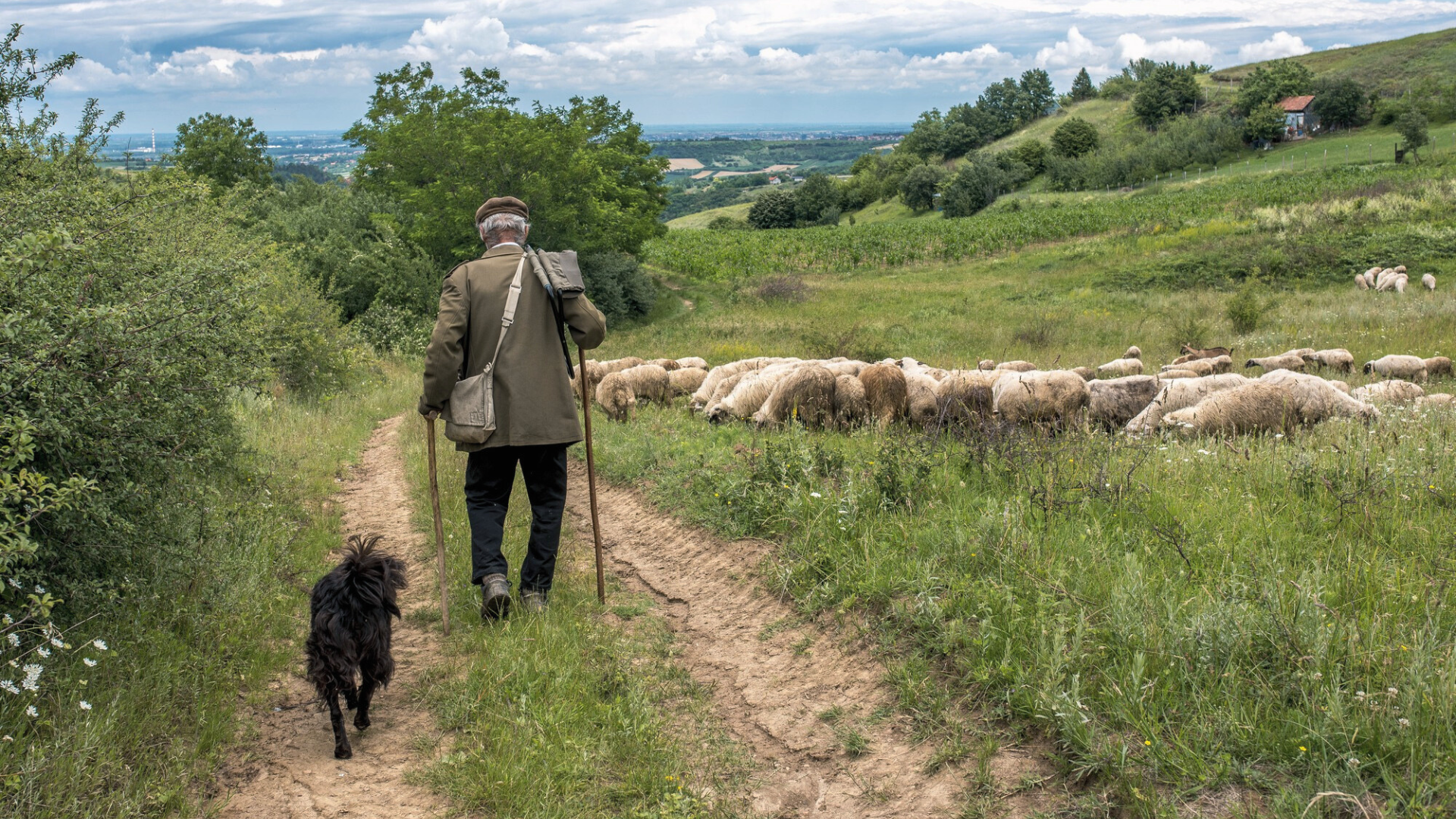 trashumancia_fromago